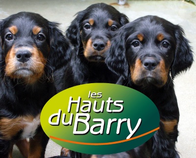 des Hauts du Barry - Chiots