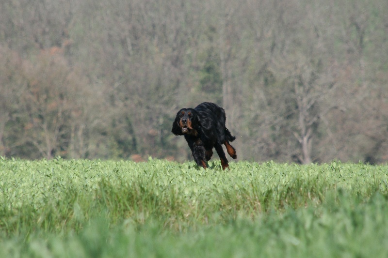 Djana des Hauts du Barry